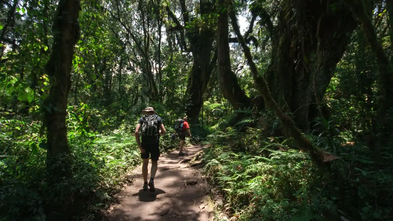 Kilimanjaro Lemosho Route — 7 Days