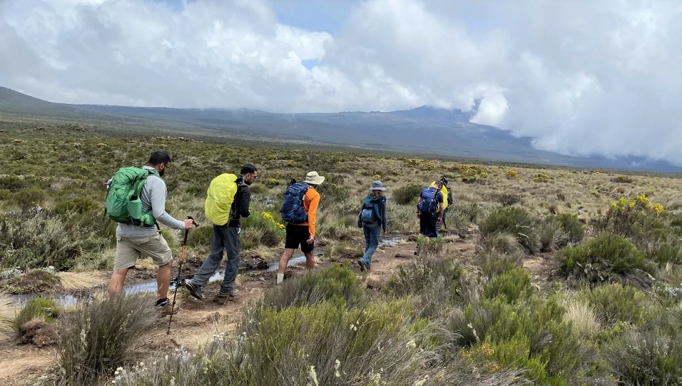 Trekkers hiking through moorland on Mount Kilimanjaro.