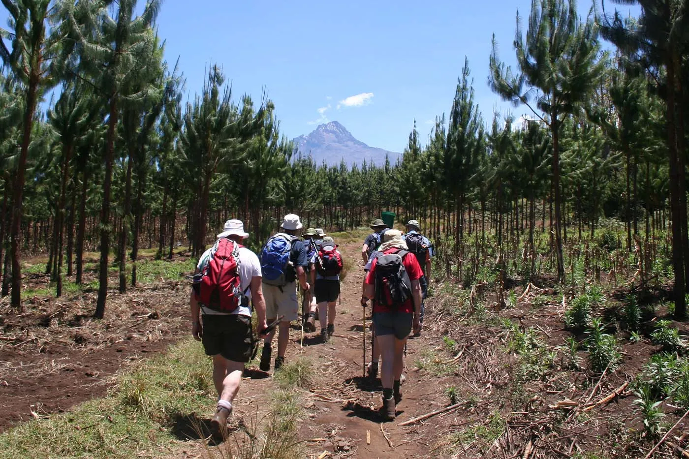 Hikers walking through a pine forest toward Mount Kilimanjaro.