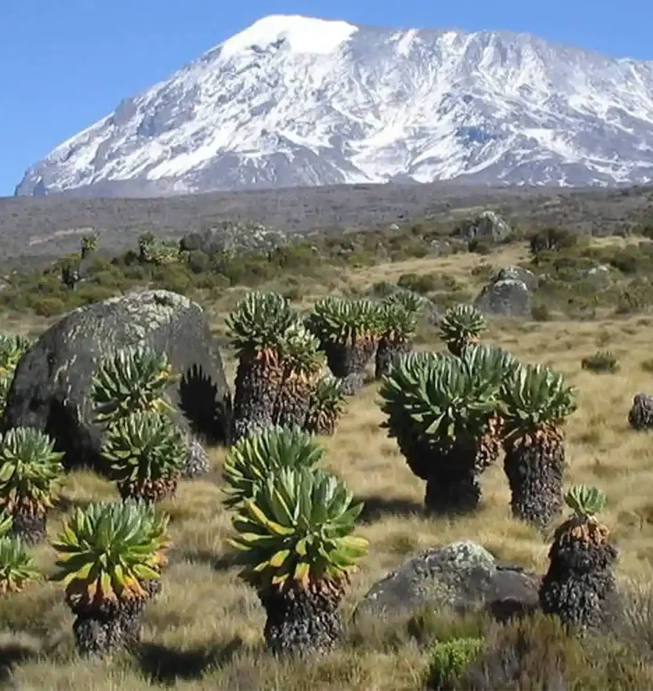 View of Mount Kilimanjaro with snow-capped summit and giant groundsels on the Marangu Route
